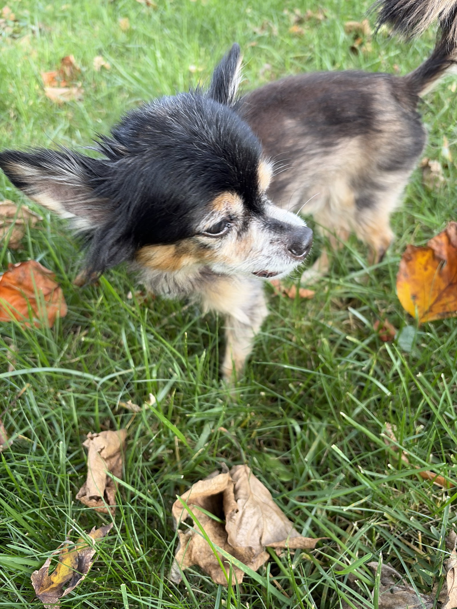 Scruffy & Zeus - Adoption Pending!, photo 8