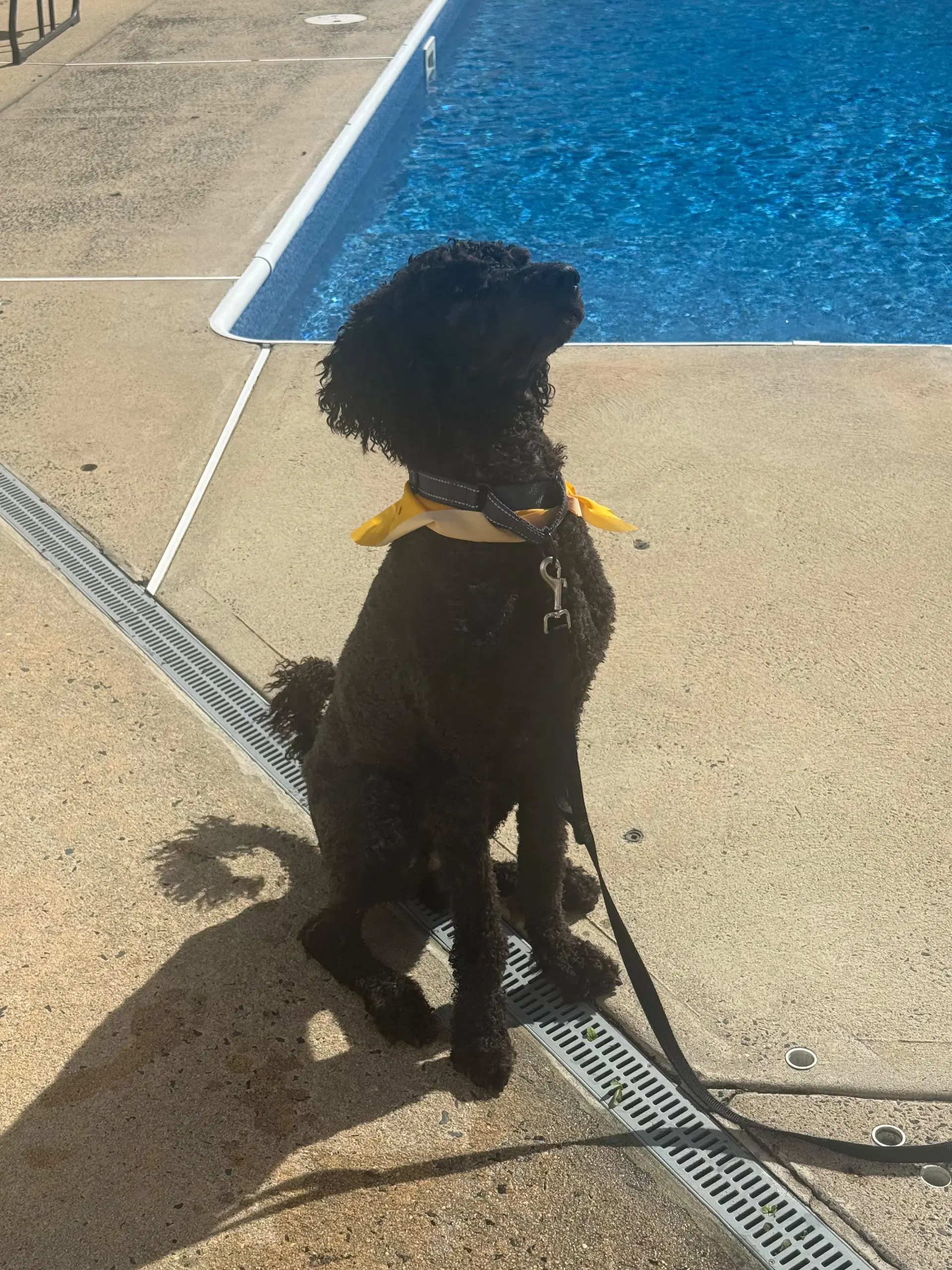 Lucky- Very Handsome Boy - Poodle (Standard)