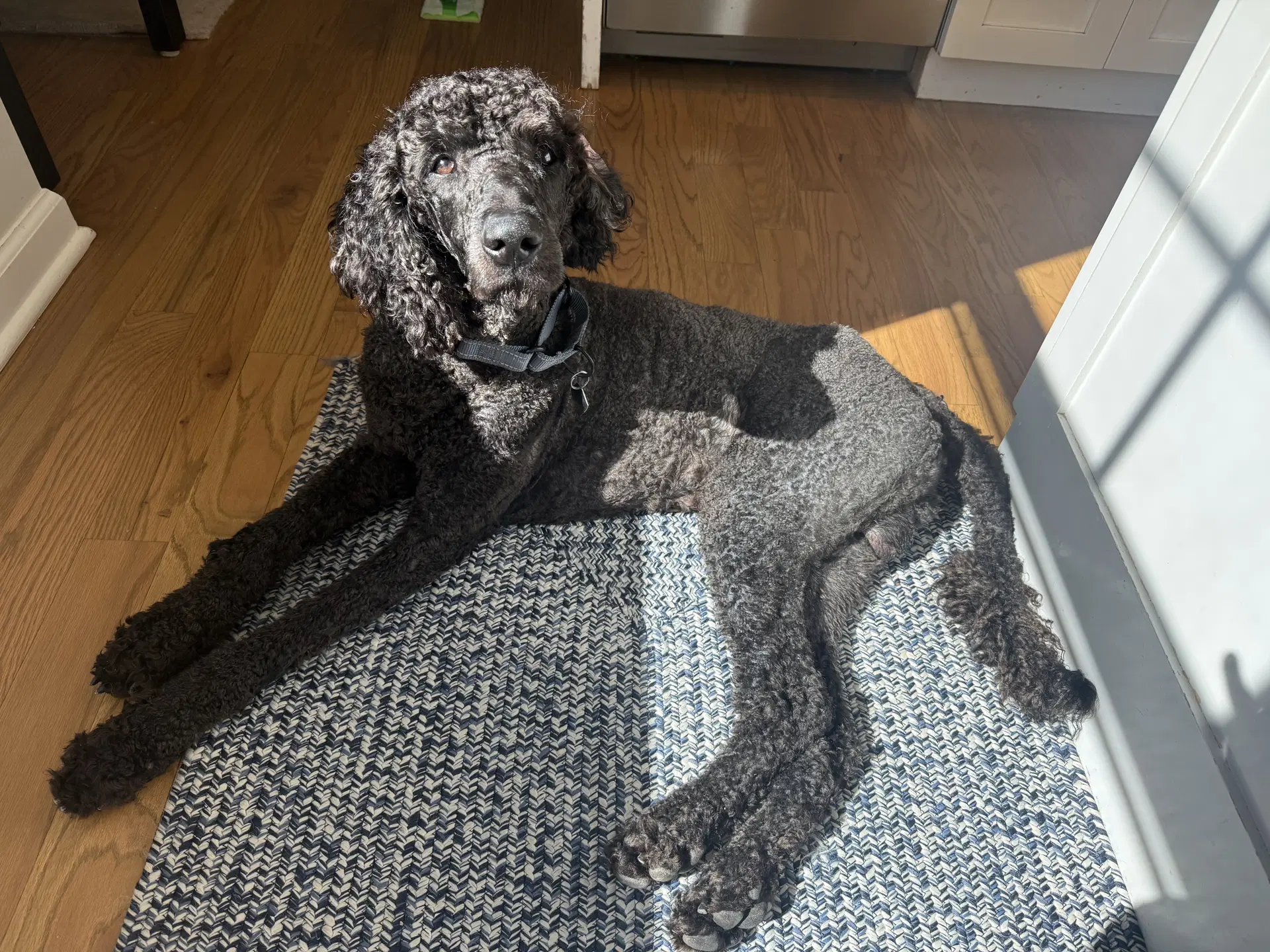 Lucky- Very Handsome Boy image 2