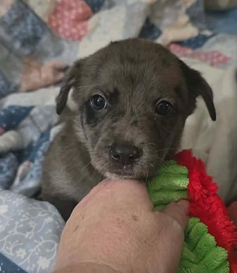 Andre- the A litter