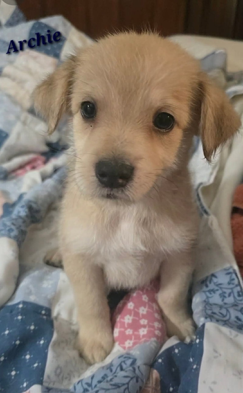 Archie- the A litter