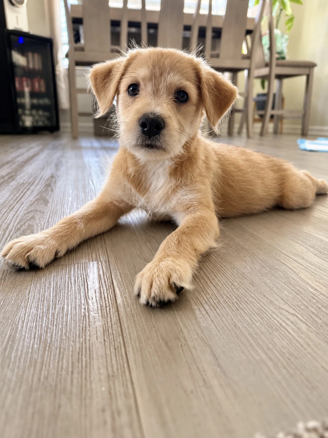 Archie No More Applications Please