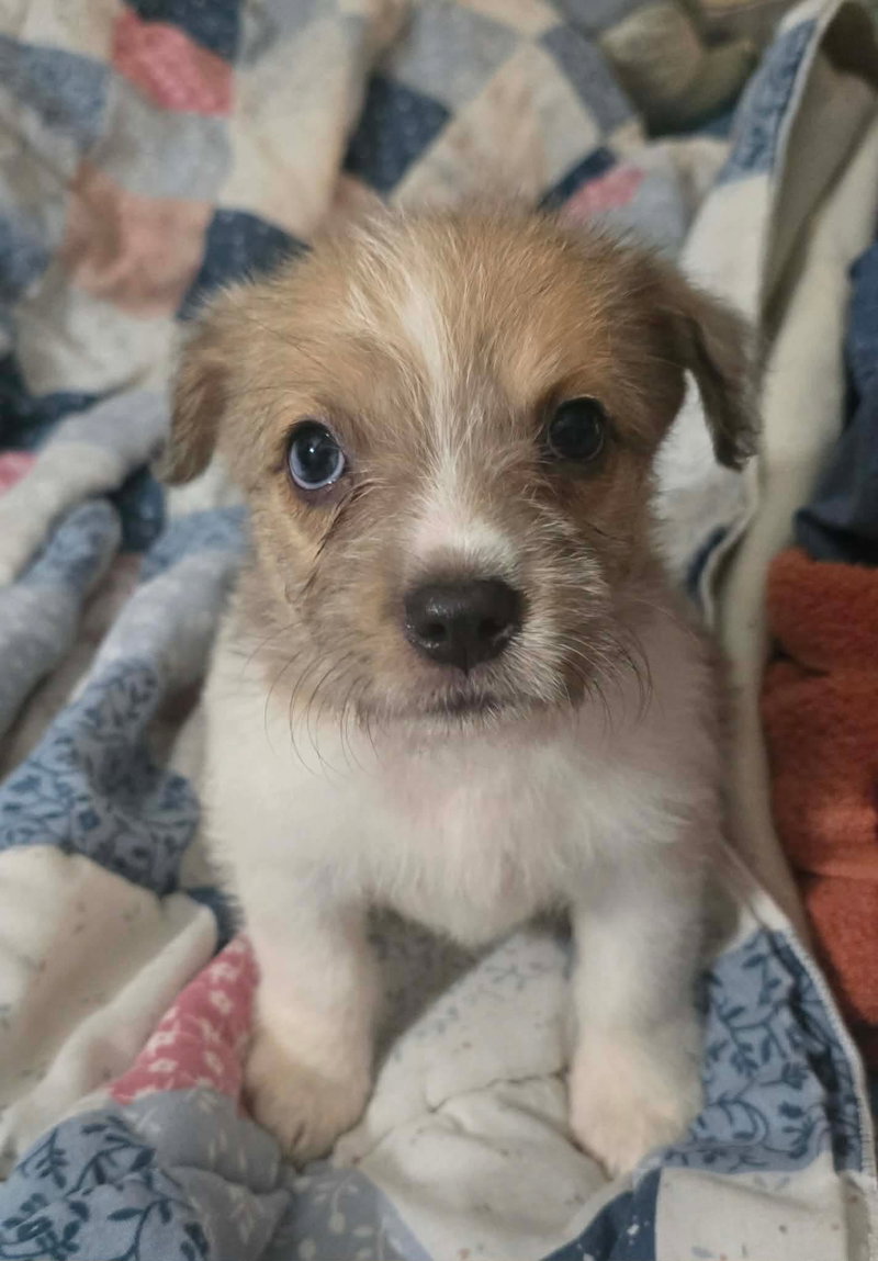 Avani- the A Litter