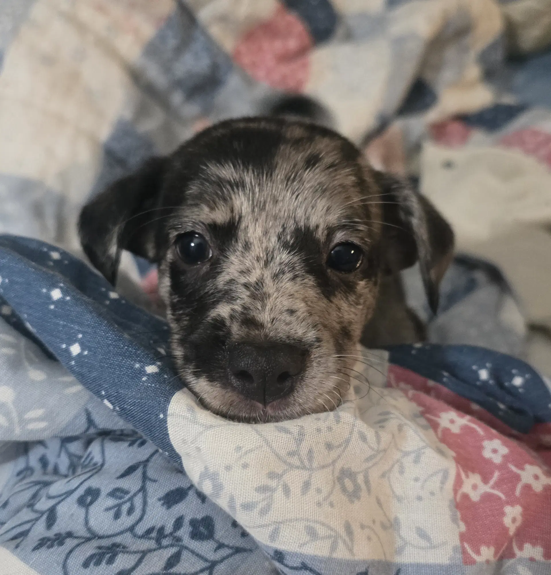 Alfie - No More Applications Please image 3