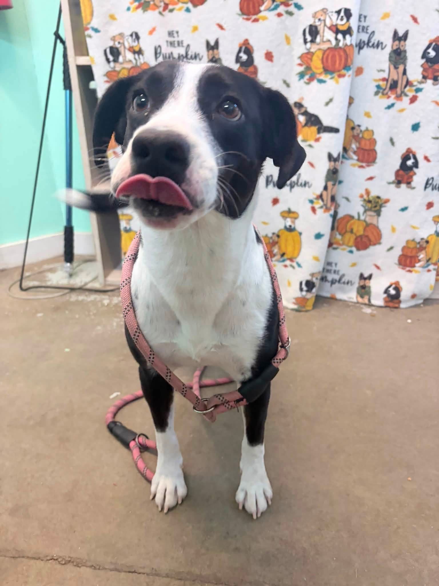 Zadie- Mrs personality, Border Collie