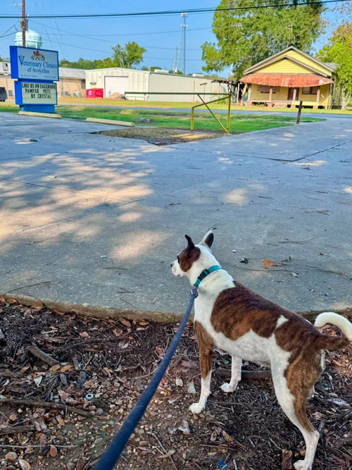 Photo 5 of Beans- beautiful girl
