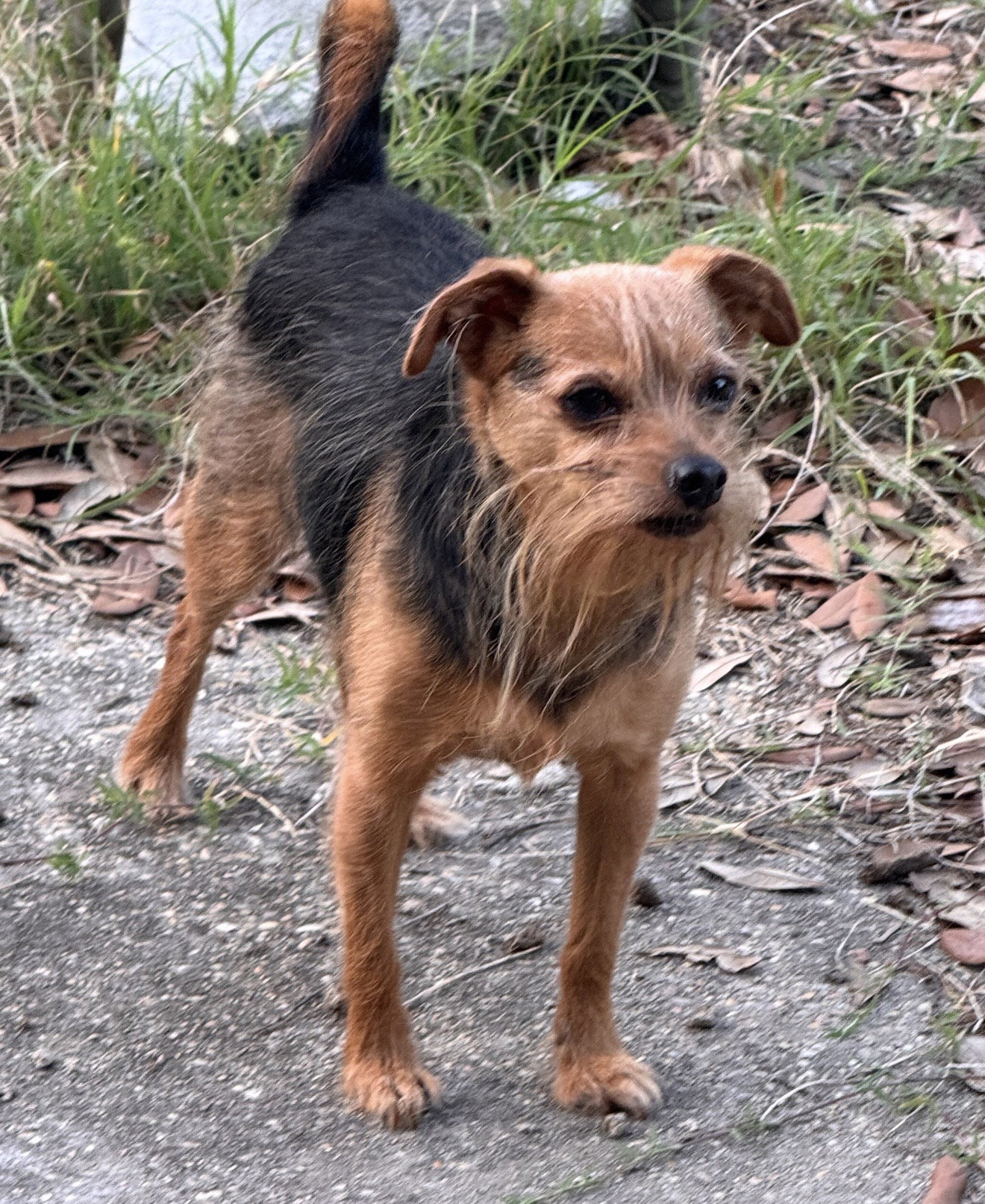 Finn- sweet scruffy senior, Yorkshire Terrier Yorkie