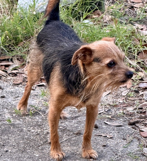 Photo 2 of Finn- sweet scruffy senior