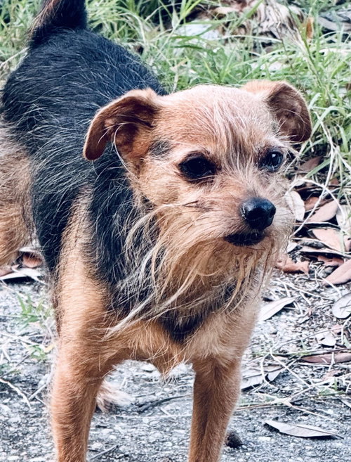 Photo 3 of Finn- sweet scruffy senior