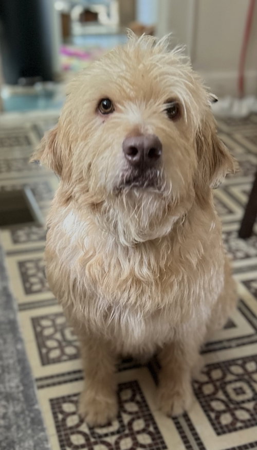 Arthur- smart spunky senior, a dog for adoption from Wag On Inn Rescue