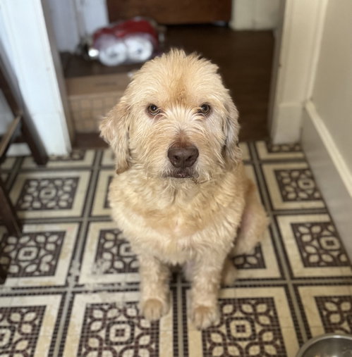 Photo 2 of Arthur- smart spunky senior