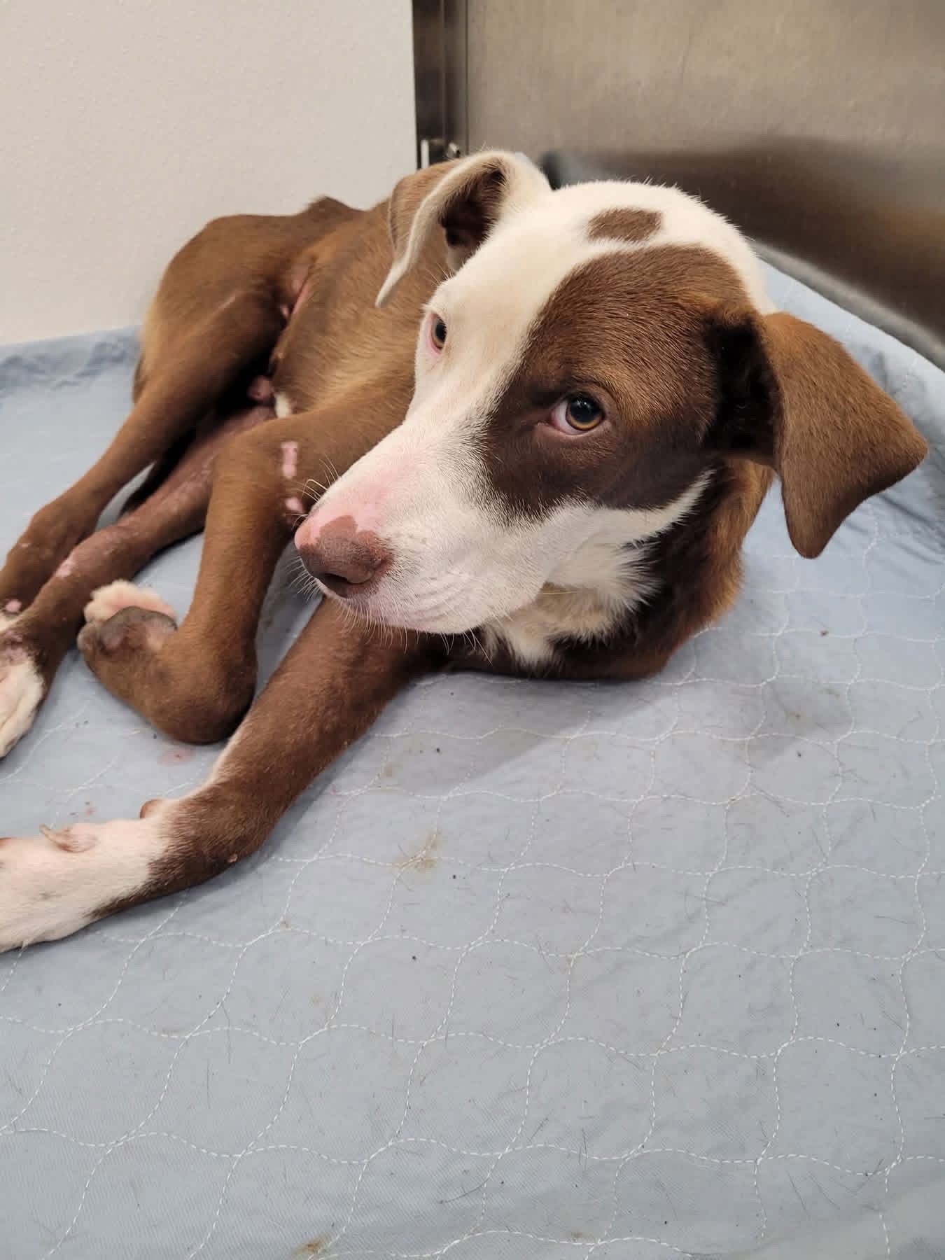 Howzer- ready for his happily ever after, American Staffordshire Terrier