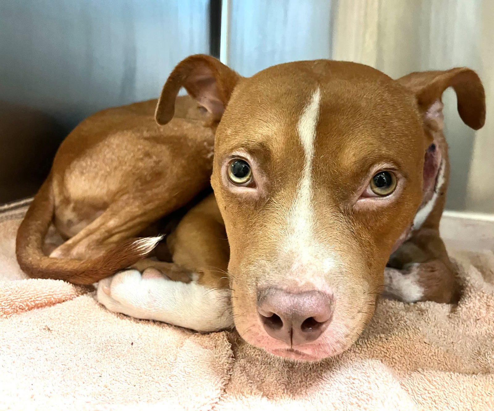 Charlie- loving goofball, American Staffordshire Terrier