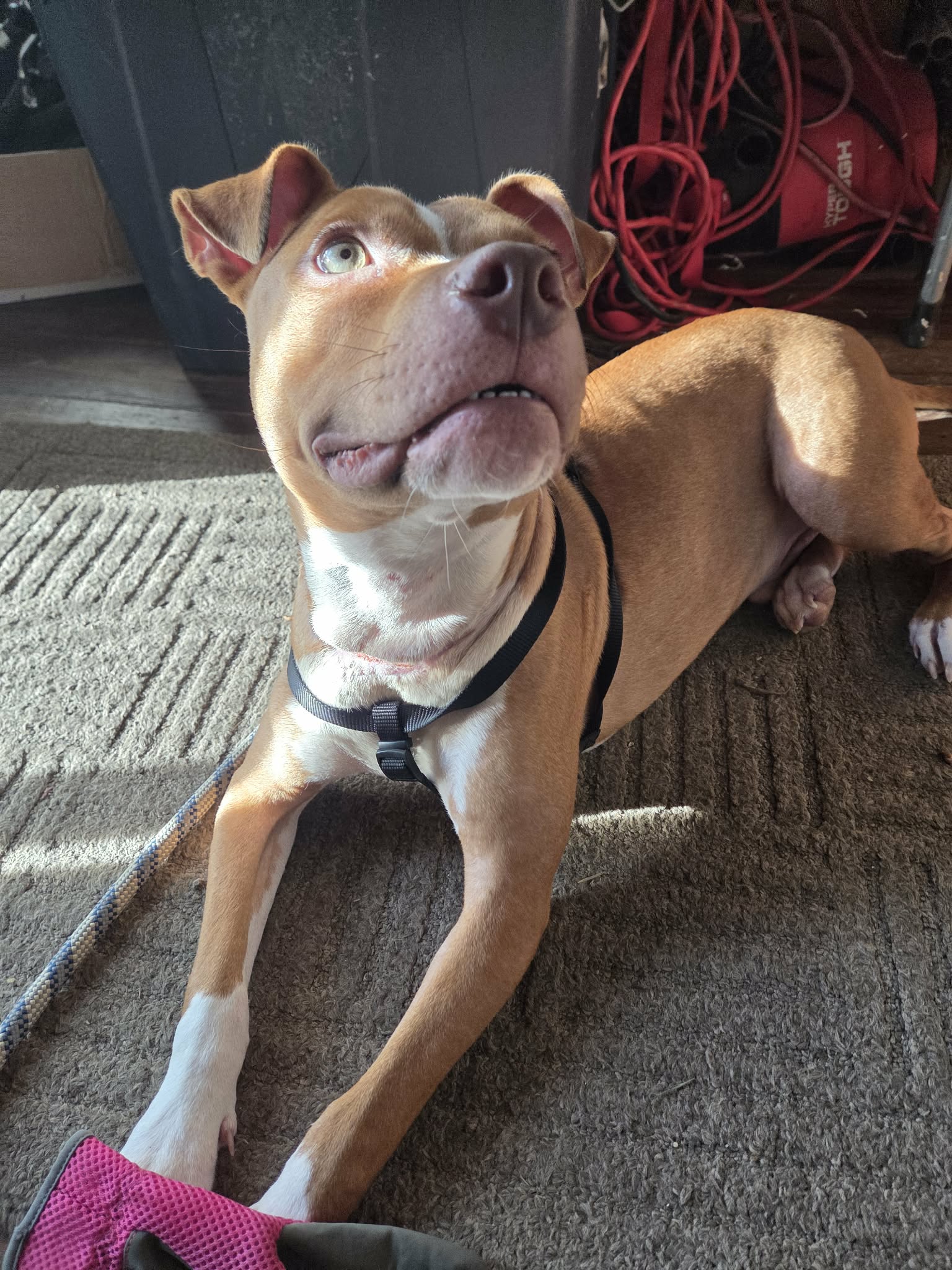 Charlie- loving goofball