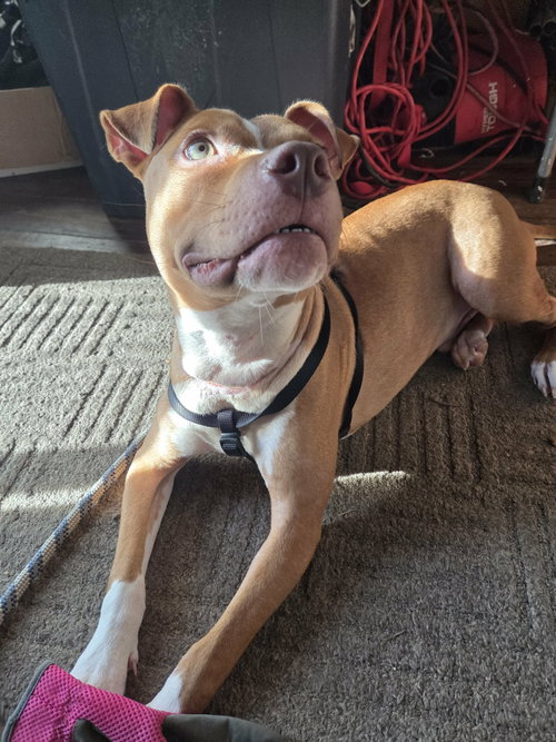 Charlie- loving goofball, American Staffordshire Terrier / American Pit Bull Terrier / Mixed (medium coat)