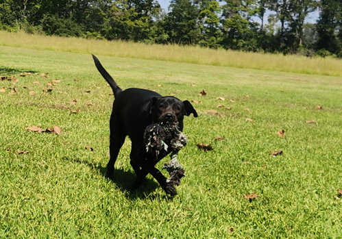 Photo 2 of Daisy- black beauty
