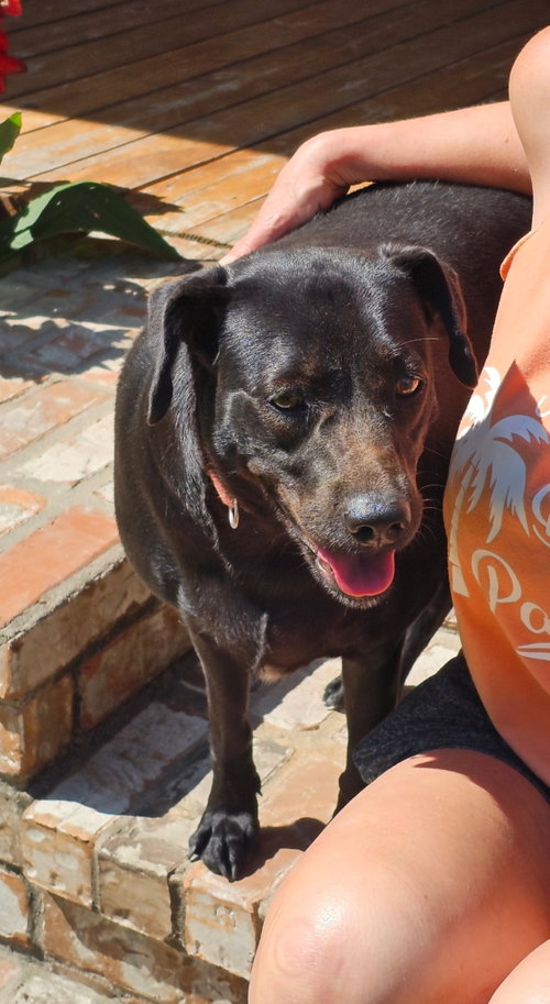 Daisy- black beauty, a dog for adoption from Wag On Inn Rescue