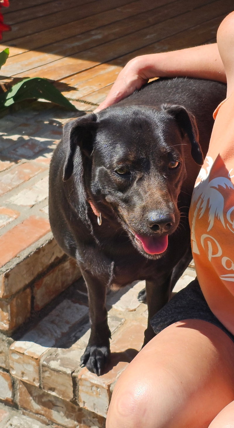 Daisy- black beauty