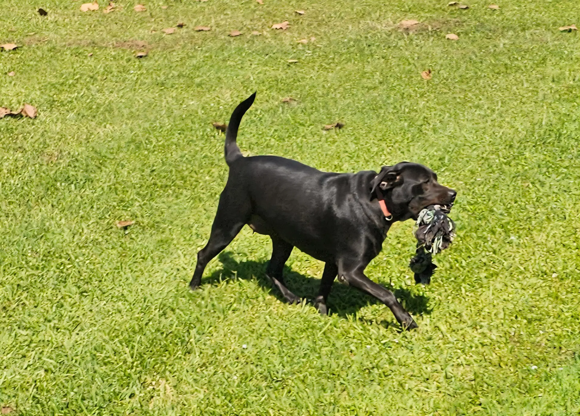 Daisy- Black Beauty image 3