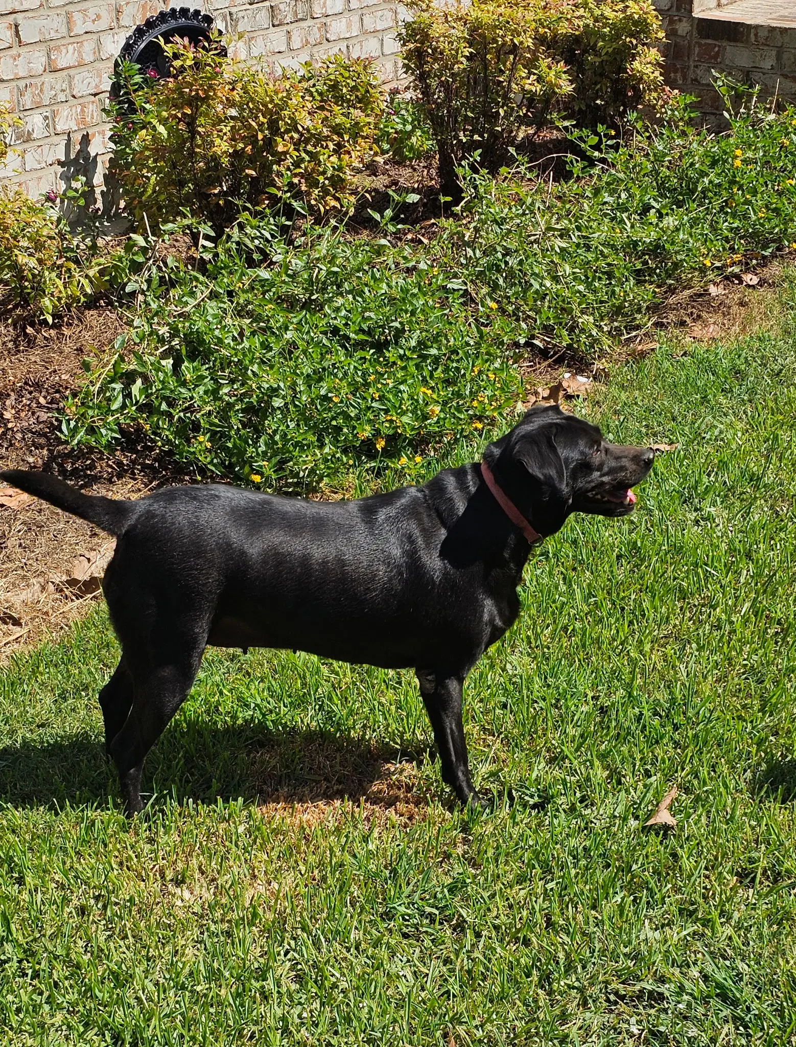 Daisy- Black Beauty image 4