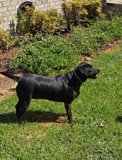 Photo 4 of Daisy- black beauty