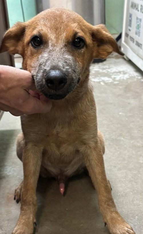 Hotshot- our little fox, a dog for adoption from Wag On Inn Rescue