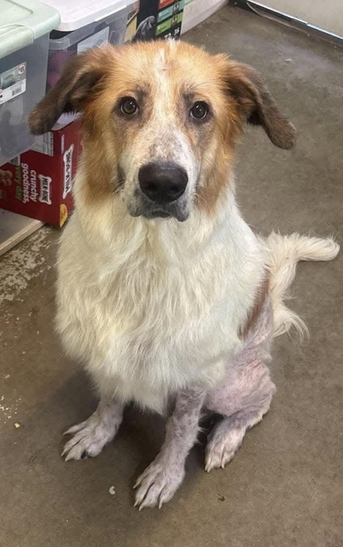 Mikey- Giant lap dog, a dog for adoption from Wag On Inn Rescue