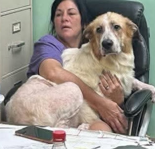 Photo 2 of Mikey- Giant lap dog