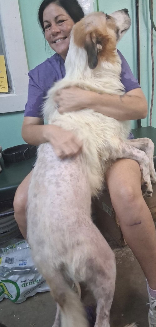 Photo 4 of Mikey- Giant lap dog