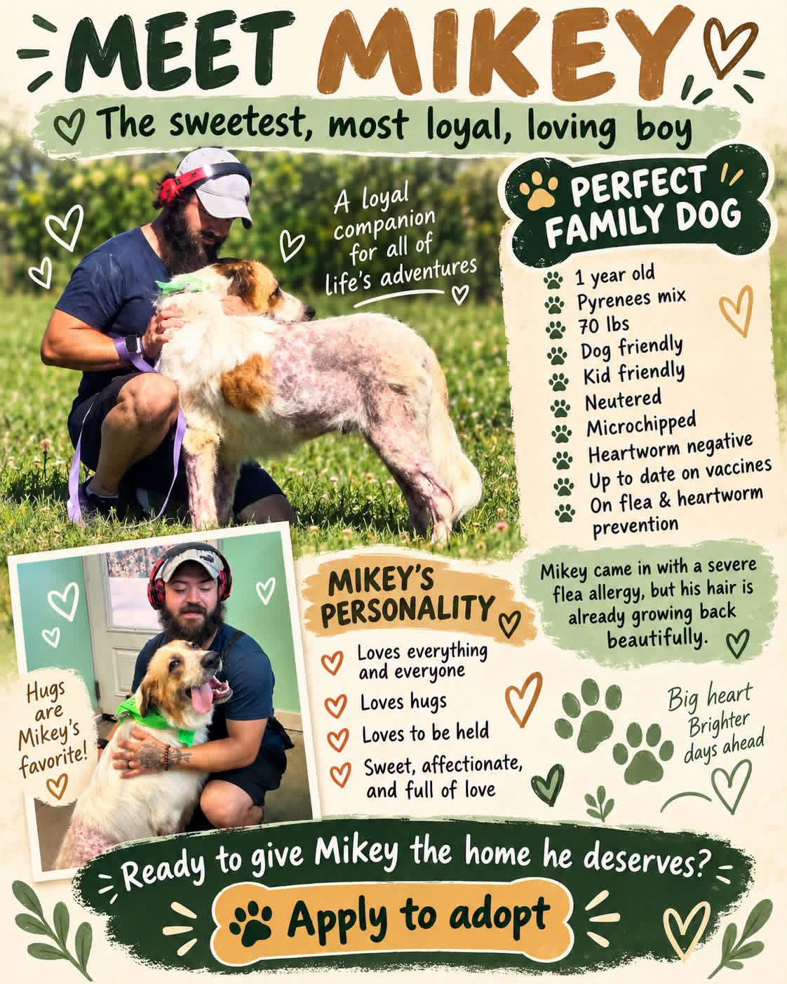 Mikey- Giant lap dog, photo 2
