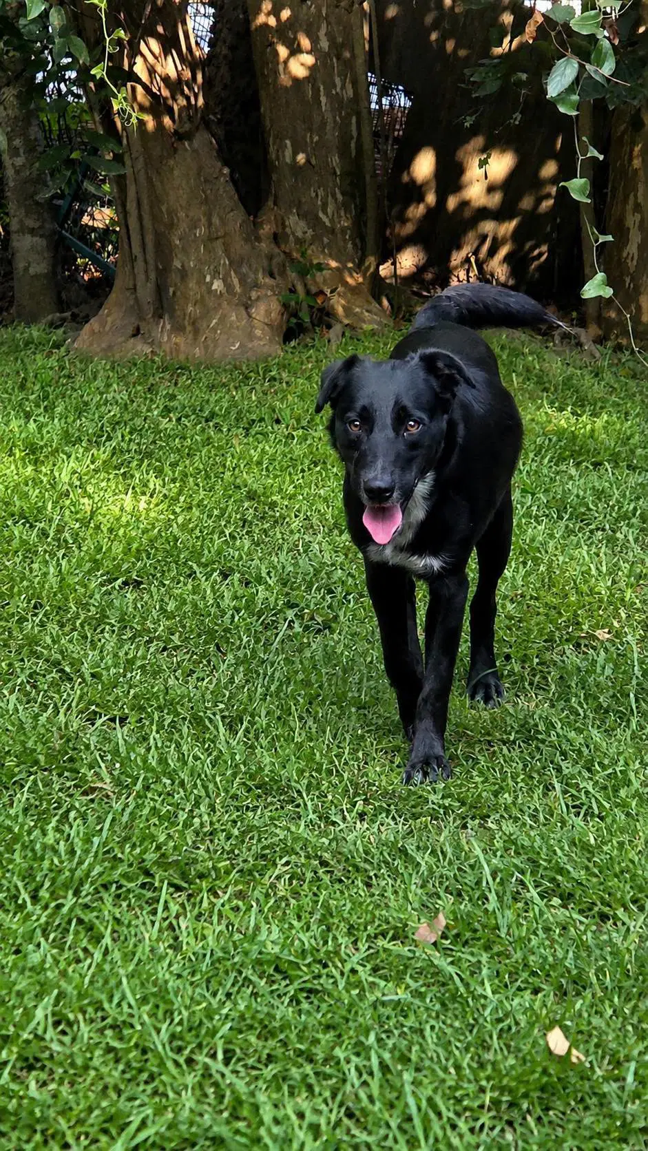 Conner- Father Of The Solar Litter image 2