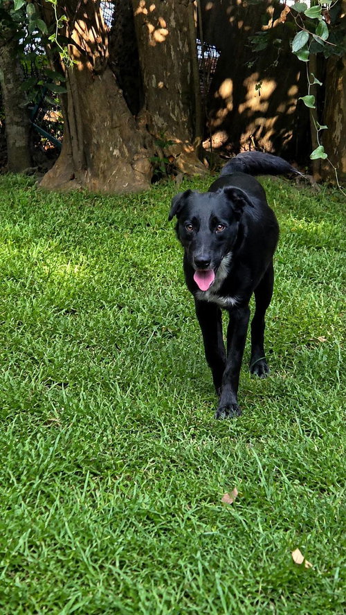 Photo 2 of Conner- father of the Solar litter