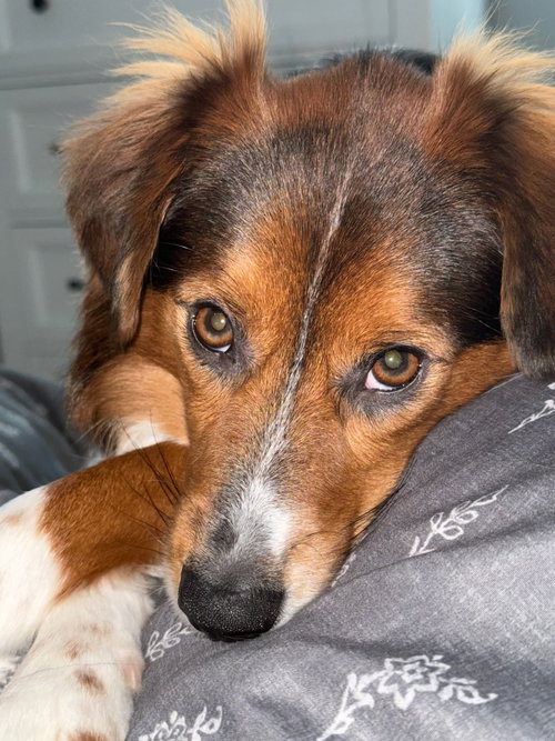 Kane, a dog for adoption from Wag On Inn Rescue