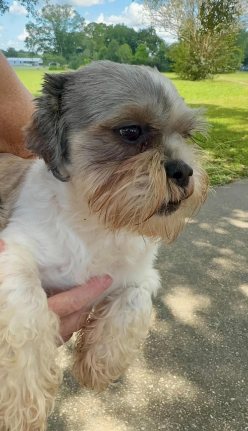 Photo 2 of Copper- Sweet Shih Tzu
