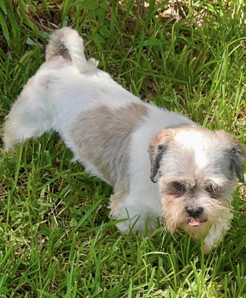 Photo 3 of Copper- Sweet Shih Tzu