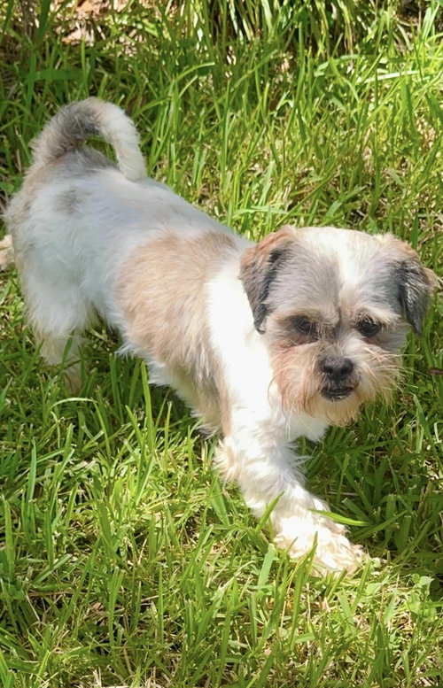 Copper- Sweet Shih Tzu, a dog for adoption from Wag On Inn Rescue
