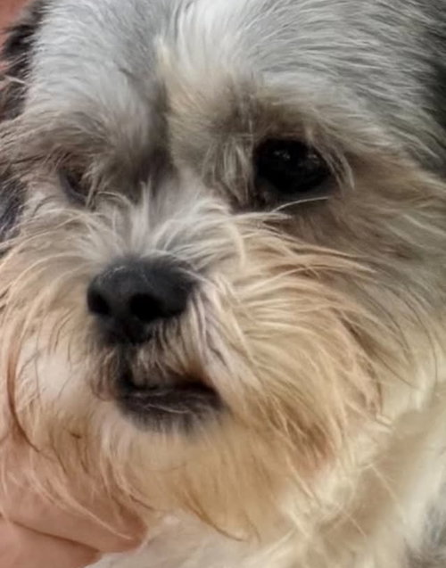 Photo 4 of Copper- Sweet Shih Tzu