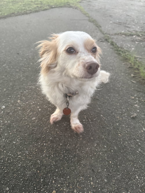Freckles- sweet boy, a dog for adoption from Wag On Inn Rescue