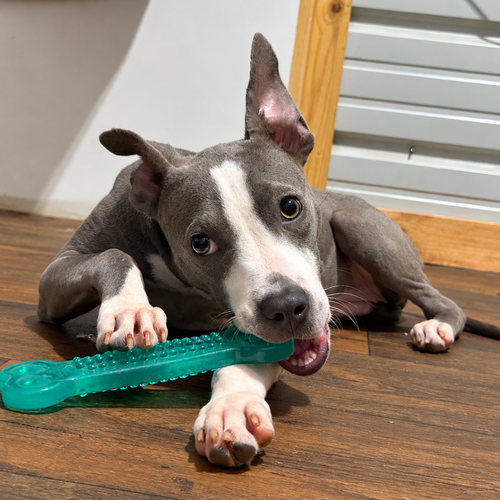 Mercy- best friend material, a dog for adoption from Wag On Inn Rescue