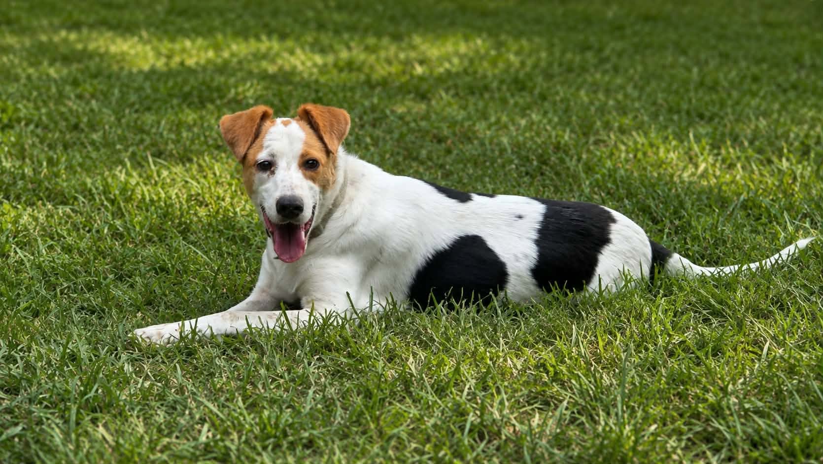 Benji-Playful Boy - Beagle