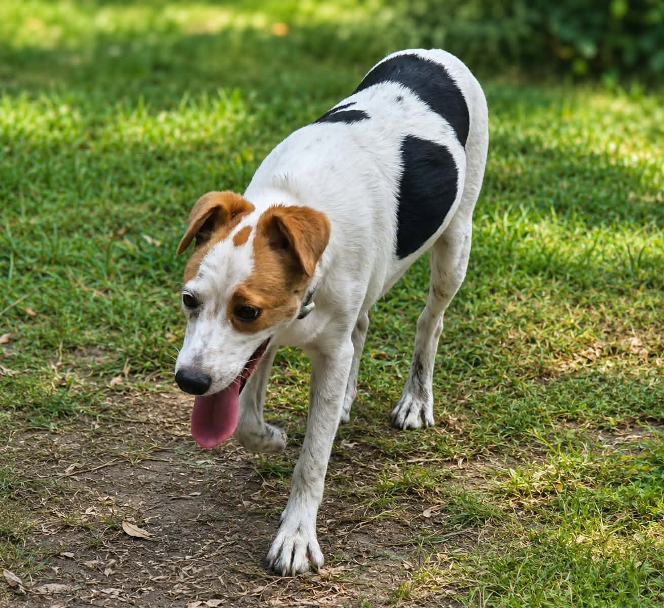 Benji-Playful Boy image 3