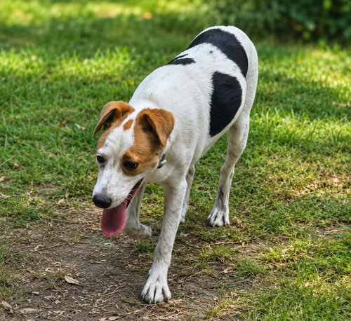 Photo 3 of Benji-playful boy
