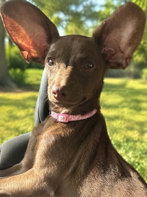 Photo 2 of Daisy- THOSE EARS