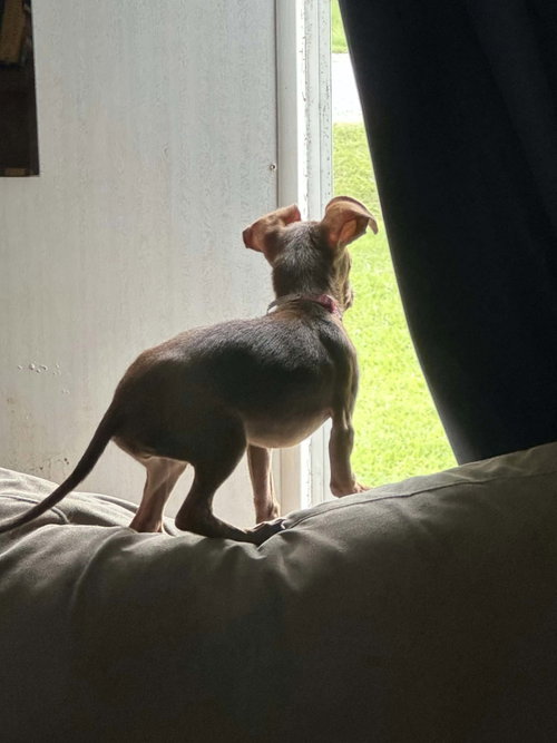 Photo 3 of Daisy- THOSE EARS