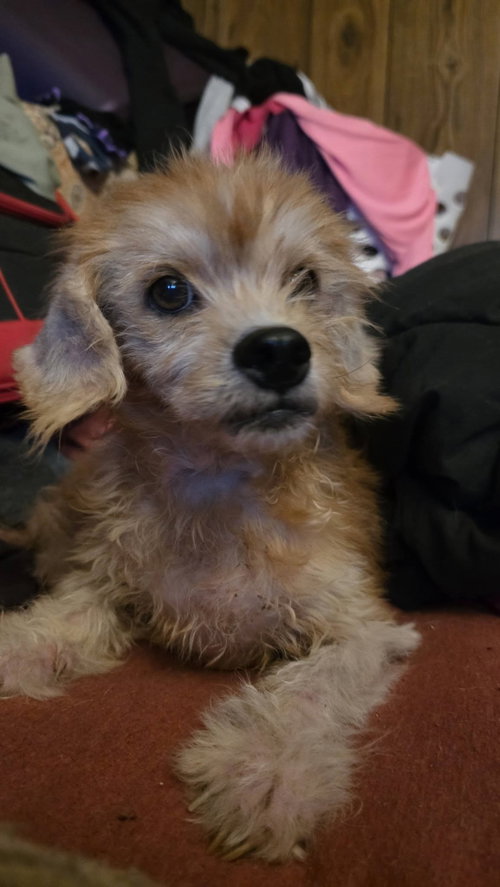 Dusty- sweetest senior, a dog for adoption from Wag On Inn Rescue