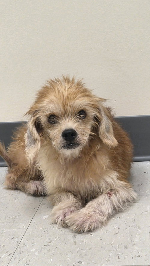Photo 2 of Dusty- sweetest senior