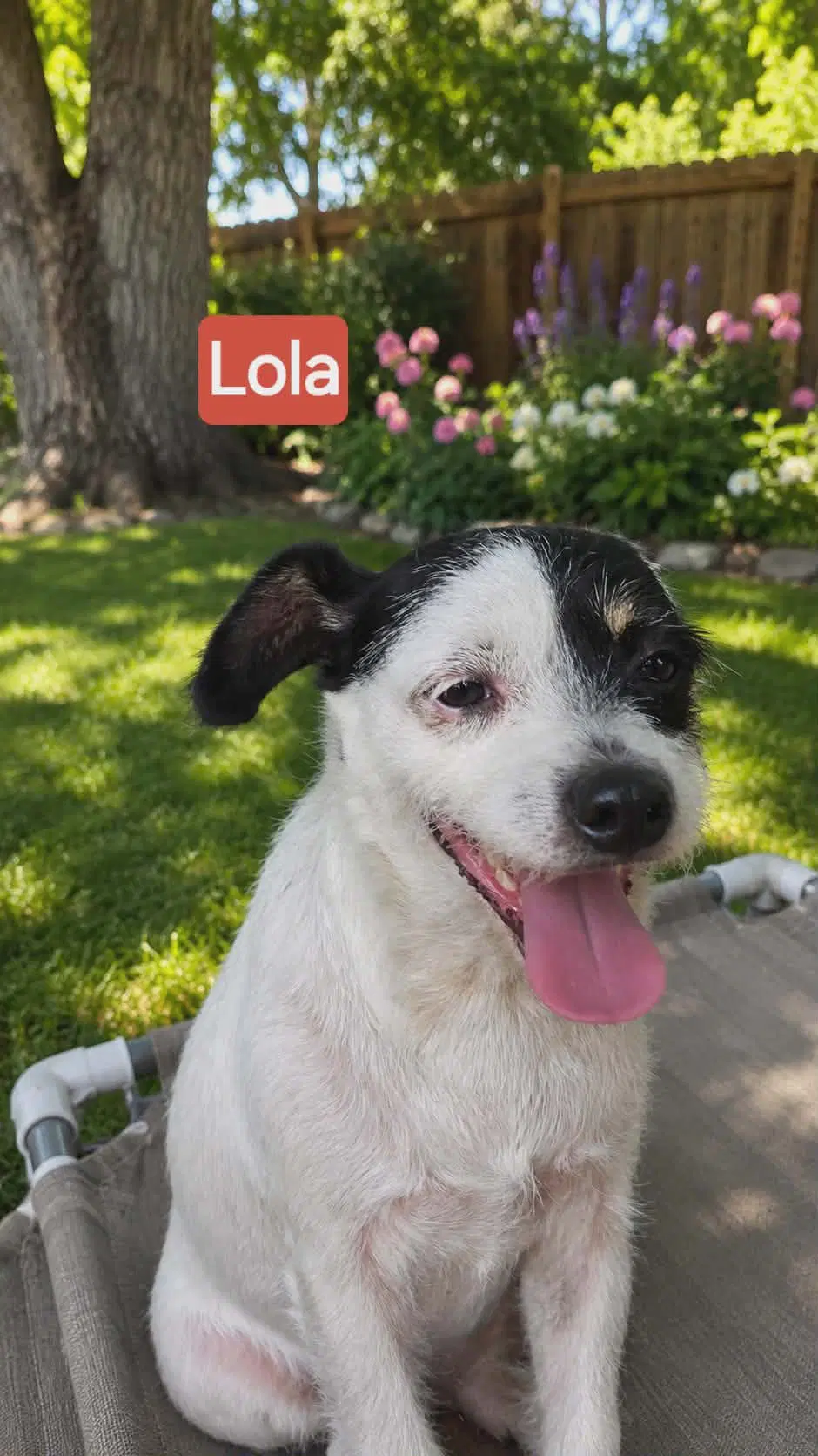 Lola - Shih Tzu