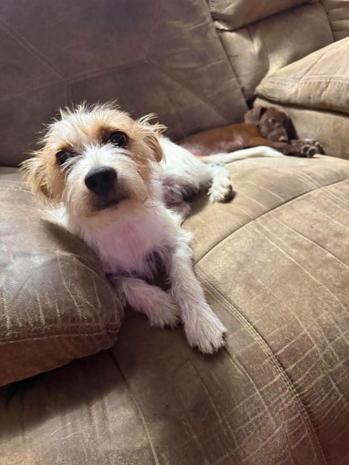 Rocco- scruffy cuteness, a dog for adoption from Wag On Inn Rescue