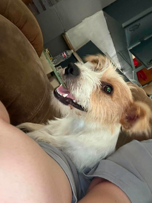 Photo 2 of Rocco- scruffy cuteness