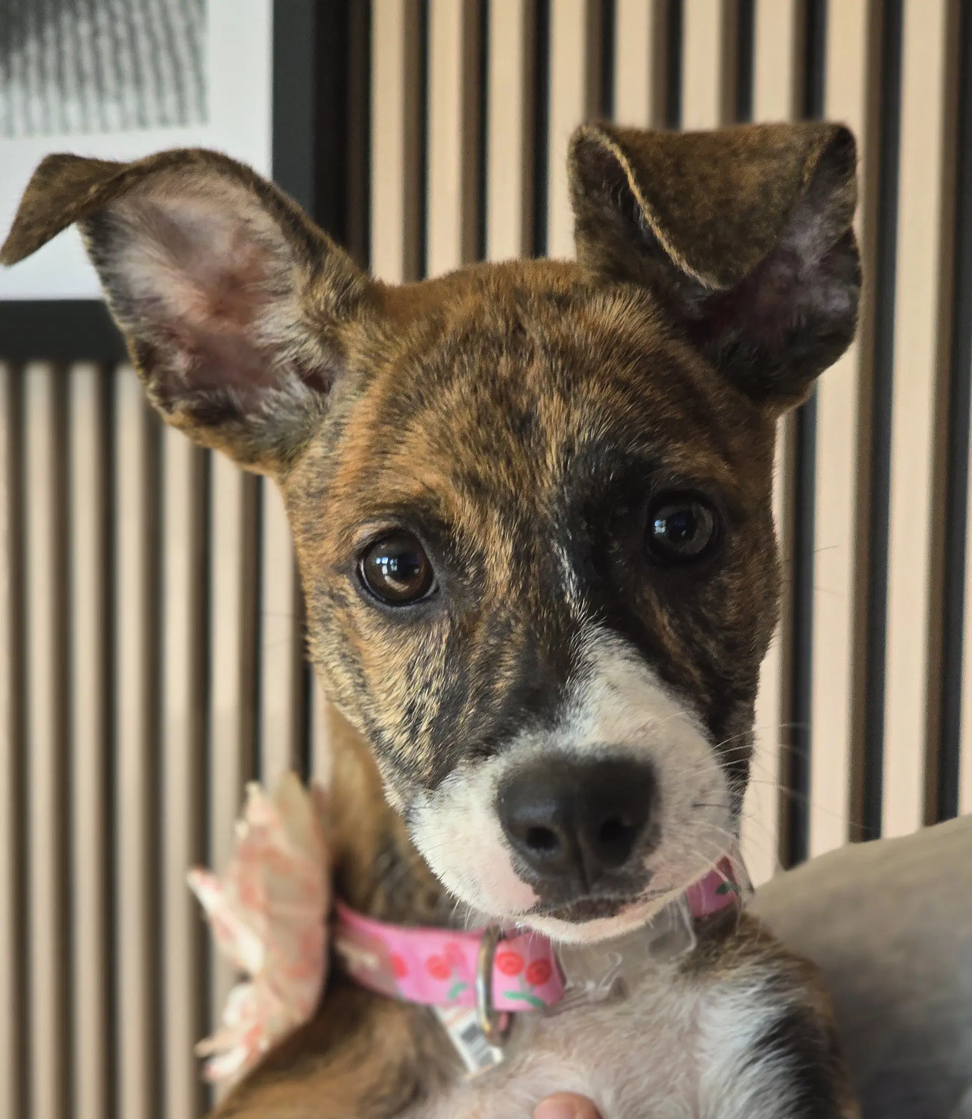 Joey- Brindle Princess - Plott Hound